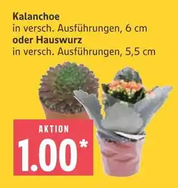 Marktkauf Kalanchoe oder hauswurz Angebot