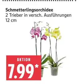 Marktkauf Schmetterlingsorchidee Angebot