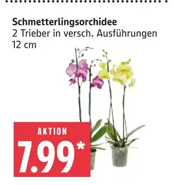 Marktkauf Schmetterlingsorchidee Angebot