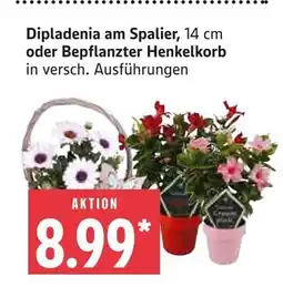 Marktkauf Dipladenia am spalier Angebot