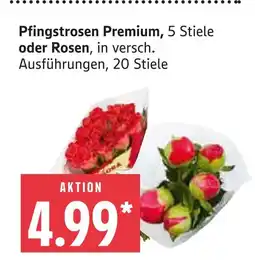 Marktkauf Pfingstrosen premium oder rosen Angebot