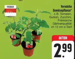 E-Center Fränkische veredelte gemüsepflanze Angebot