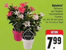 E-Center Dipladenia Angebot