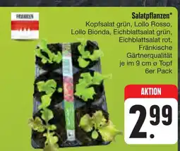 E-Center Salatpflanzen Angebot