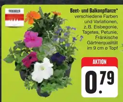 E-Center Beet- und balkonpflanze Angebot