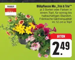 E-Center Blühpflanzen mix „trixi & trio“ Angebot