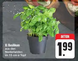 E-Center Xl basilikum Angebot