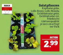 Marktkauf Franken salatpflanzen Angebot