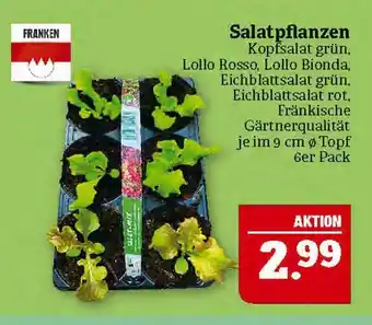 Marktkauf Franken salatpflanzen Angebot