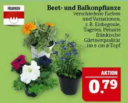 Marktkauf Franken beet- und balkonpflanze Angebot