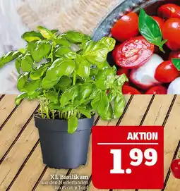 Marktkauf Xl basilikum Angebot
