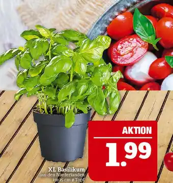 Marktkauf Xl basilikum Angebot