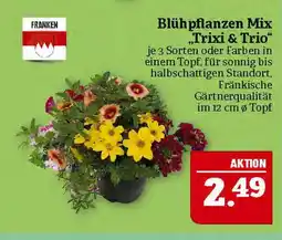Marktkauf Franken blühpflanzen mix trixi & trio Angebot