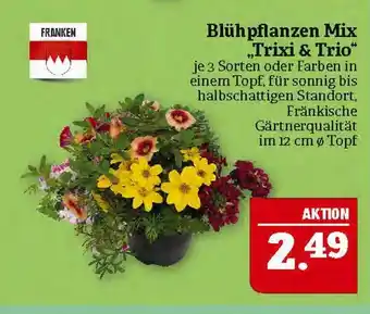 Marktkauf Franken blühpflanzen mix trixi & trio Angebot