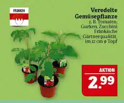 Marktkauf Franken veredelte gemüsepflanze Angebot