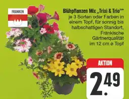 Edeka Franken blühpflanzen mix „trixi & trio“ Angebot