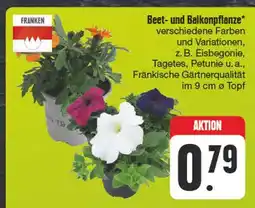 Edeka Beet- und balkonpflanze Angebot