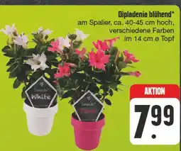 Edeka Dipladenia blühend Angebot