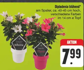 Edeka Dipladenia blühend Angebot