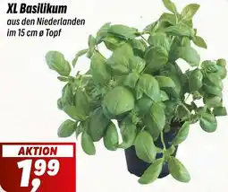 Simmel XL Basilikum Angebot