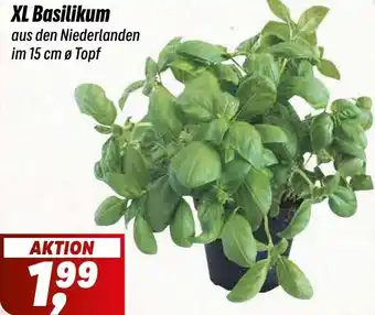 Simmel XL Basilikum Angebot