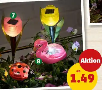 PENNY Solarstecker TULPE Angebot