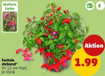 PENNY Fuchsie stehend Angebot