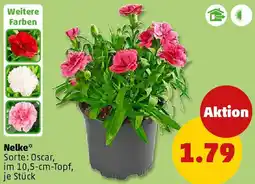 PENNY Nelke Angebot