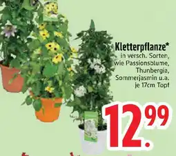 Edeka Kletterpflanze Angebot