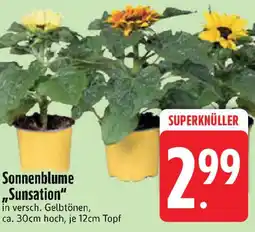 Edeka Sonnenblume Sunsation Angebot