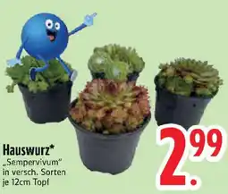 Edeka Hauswurz Angebot
