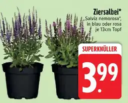 Edeka Ziersalbei Angebot