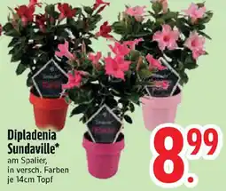 Edeka Dipladenia Sundaville Angebot
