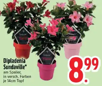 Edeka Dipladenia Sundaville Angebot