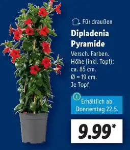Lidl Dipladenia Pyramide Angebot
