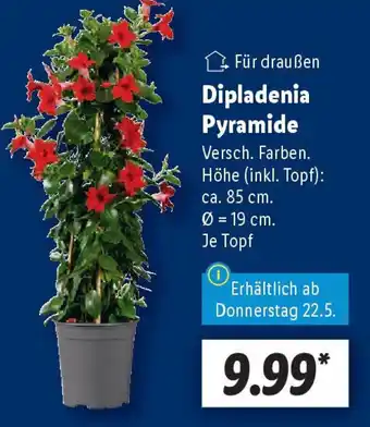 Lidl Dipladenia Pyramide Angebot