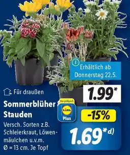 Lidl Sommerblüher Stauden Angebot