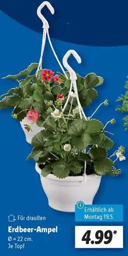 Lidl Erdbeer-Ampel Angebot