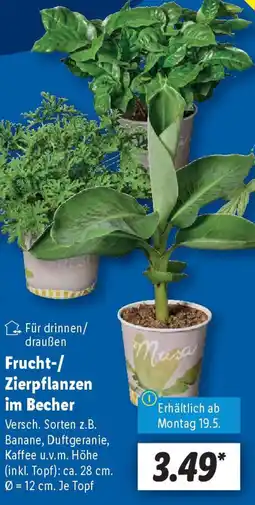 Lidl Frucht-/ Zierpflanzen im Becher Angebot