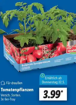 Lidl Tomatenpflanzen Angebot