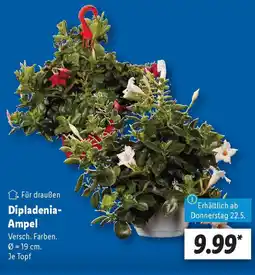 Lidl Dipladenia- Ampel Angebot