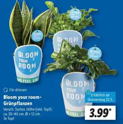 Lidl Bloom your room- Grünpflanzen Angebot