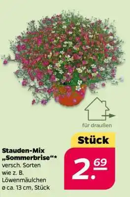 NETTO Stauden-Mix „Sommerbrise“ Angebot