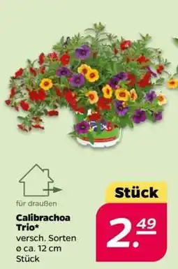 NETTO Calibrachoa Trio Angebot