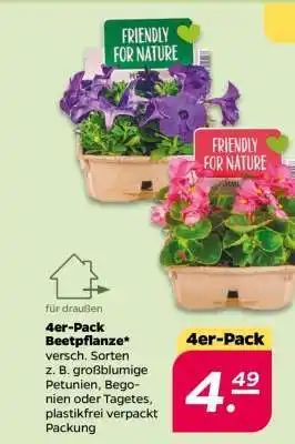 NETTO 4er-Pack Beetpflanze Angebot