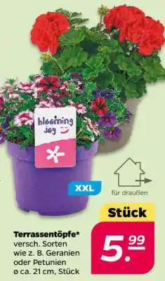 NETTO Terrassentöpfe Angebot