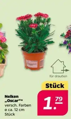 NETTO Nelken „Oscar“ Angebot