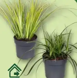 Aldi Nord Gardenline Immergrüne Gräser Angebot
