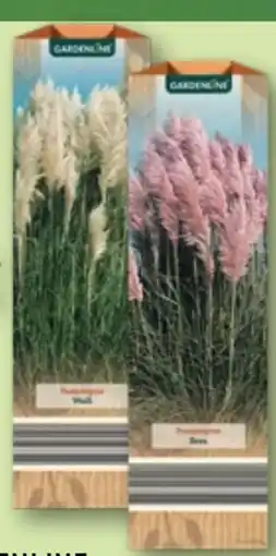Aldi Nord Gardenline Pampasgras Angebot