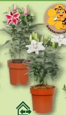 Aldi Nord Gardenline Orientalische Lilien Angebot